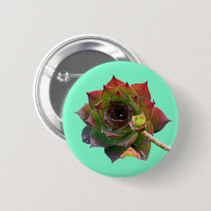 Bunte Sukkulente Sempervivum Pflanze Garten Button