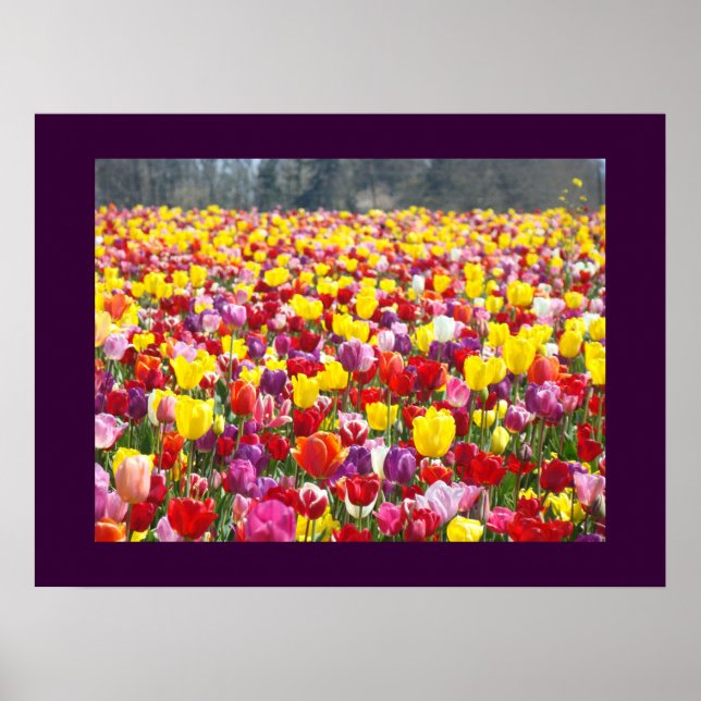 Bunte Tulpe-Blumen-Garten-Festival-Kunst-Drucke Poster (Vorne)