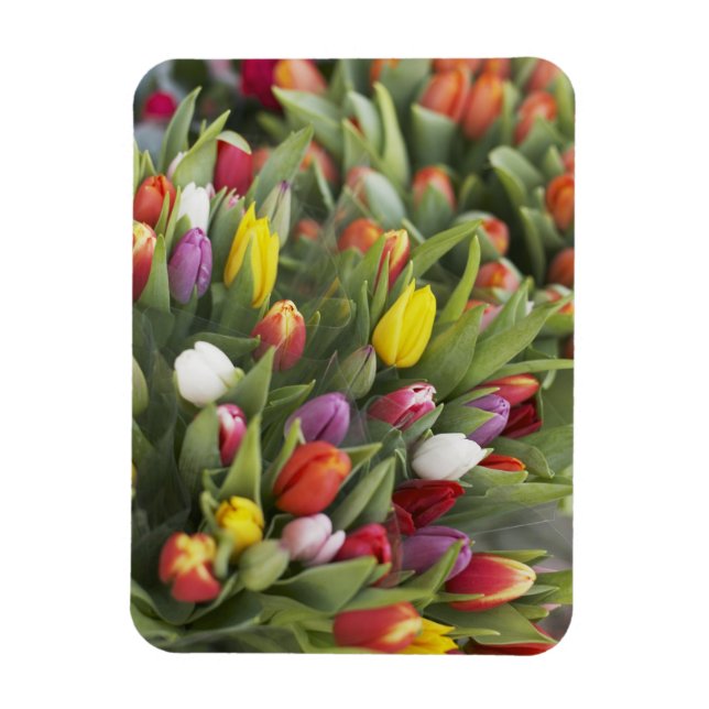 Bunte Tulpen Magnet (Vertikal)