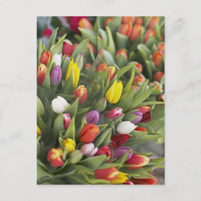 Bunte Tulpen Postkarte (Vorderseite)