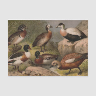 Bunte Vintage Malerei der Enten Seidenpapier
