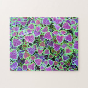 Buntenburg Coleus Puzzle