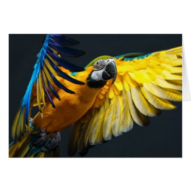 Bunter Fliegen Ara auf einem dunklen Hintergrund (Vorderseite (Horizontal))