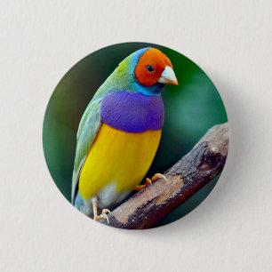 Bunter gouldian Fink Button