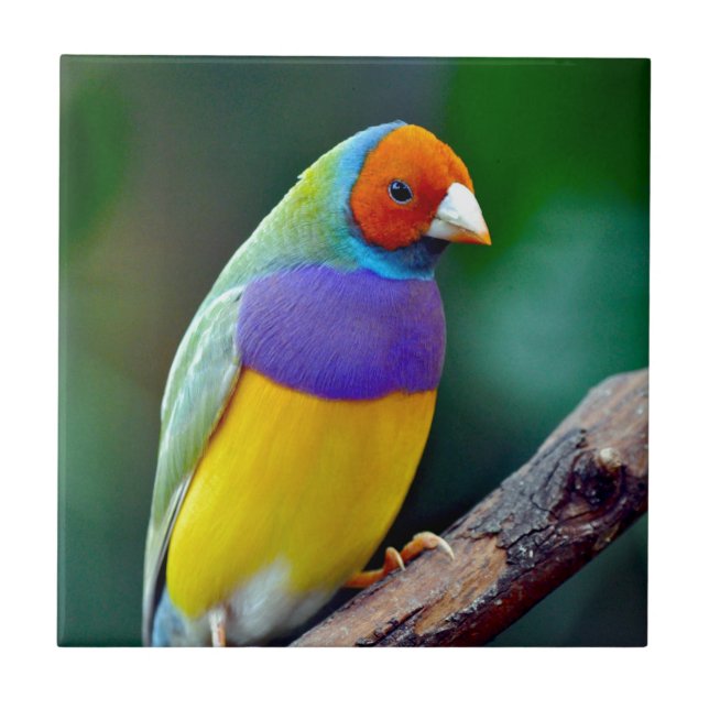Bunter gouldian Fink Fliese (Vorderseite)