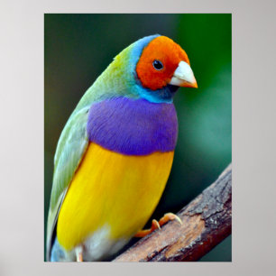 Bunter gouldian Fink Poster