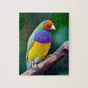Bunter gouldian Fink Puzzle