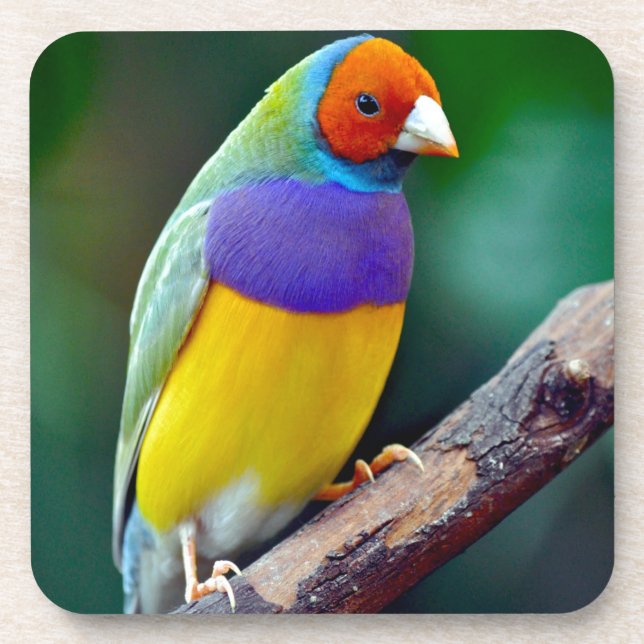 Bunter gouldian Fink Untersetzer (Vorderseite)