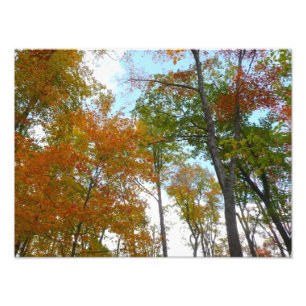 Bunter Herbstlaub beim Blick nach oben Fotodruck
