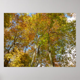 Bunter Herbstlaub III Blick nach oben in die Herbs Poster