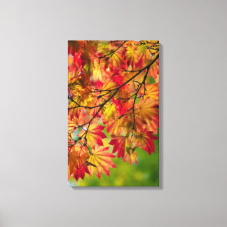Bunter Herbstlaub wickelte Leinwand ein