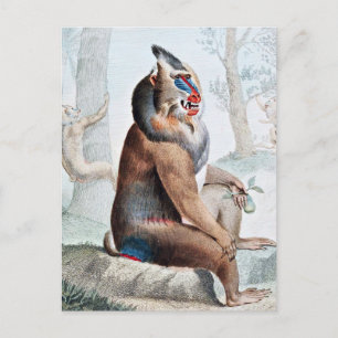 Bunter Pavian Vintage-Kunst Postkarte