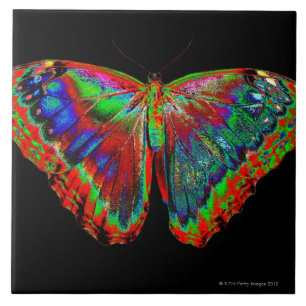 Bunter Schmetterlingsentwurf gegen schwarzen Fliese