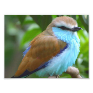Bunter Vogel Fotodruck