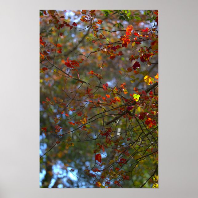 Buntes Blätter Poster (Vorne)