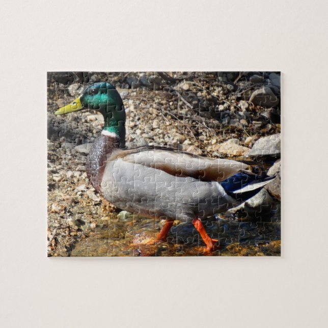 Buntes männliches Stockenten-Enten-Gehen Puzzle (Horizontal)