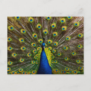 Buntes Pfau Postkarte