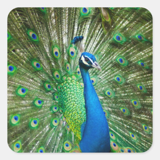 Buntes Pfauenvogeltier Quadratischer Aufkleber (Vorderseite)