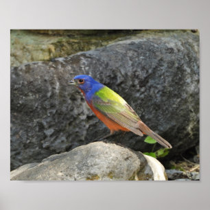 Buntes Vogel-Foto des Painted Bunting Poster
