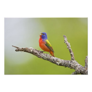 Buntingsänger (Passerina ciris) Männchen singend Fotodruck