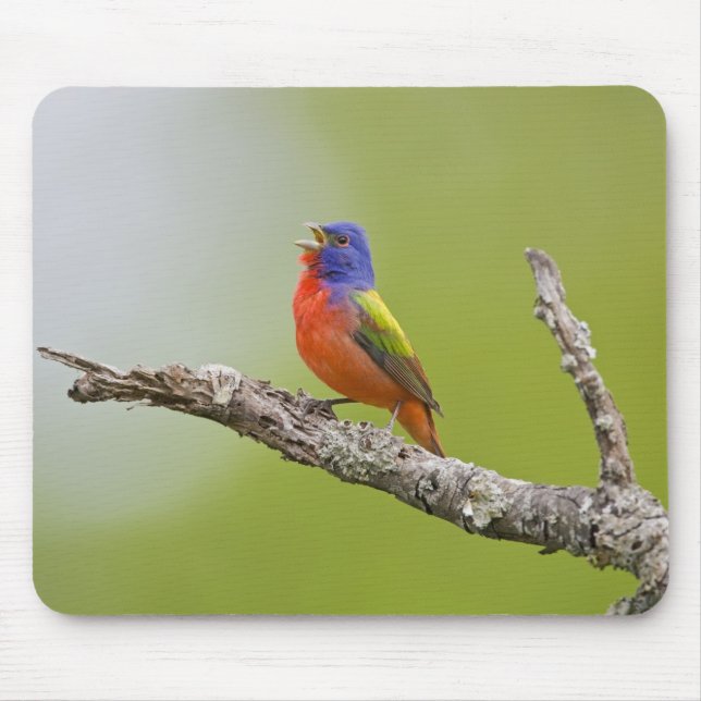 Buntingsänger (Passerina ciris) Männchen singend Mousepad (Vorne)