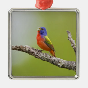 Buntingsänger (Passerina ciris) Männchen singend Silbernes Ornament