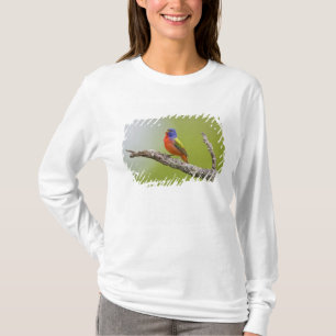 Buntingsänger (Passerina ciris) singender Männchen T-Shirt