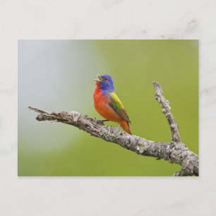 Buntingschmetterling (Passerina ciris) Männchen si Postkarte