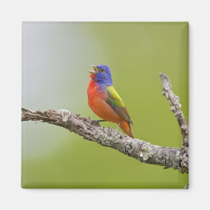 Buntingschmuck (Passerina ciris) Männchen singend Magnet