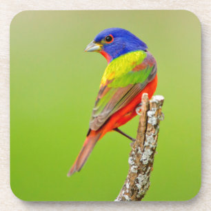 Buntingschmuck (Passerina ciris) Männlich sitzend Untersetzer