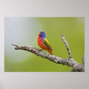 Buntingsperling (Passerina ciris) Männchen singend Poster