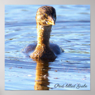 Buntschnabel-Taucher-Vogelposter Poster
