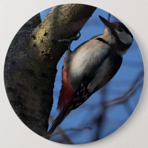 Buntspecht Button