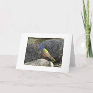 Buntstift-Buntvogel Blank Karte