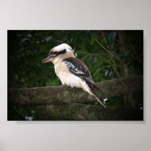Bunya Mountains Kookaburra Poster