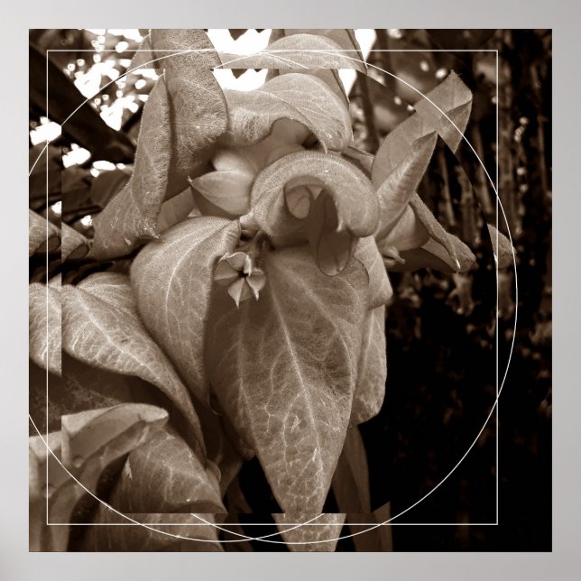 Buquê de folhas poster (Vorne)