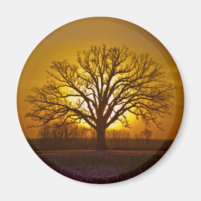 Bur Oak Sunset Magnet (Vorne)