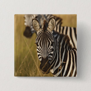 Burchell-Zebra im hohen Sommergras, Masai Button