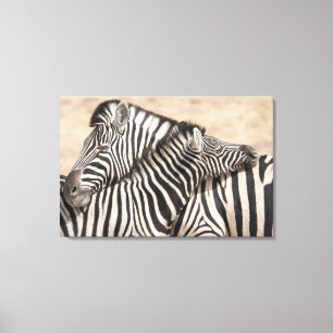 Burchell-Zebras beim Ringen Leinwanddruck