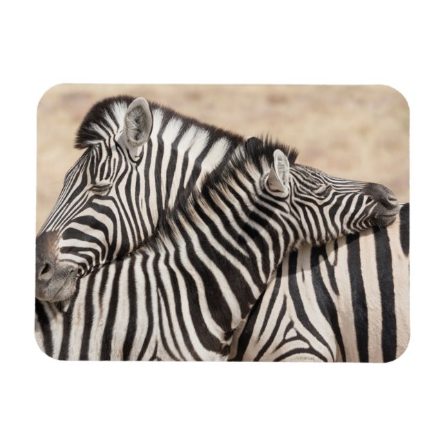 Burchell-Zebras beim Ringen Magnet (Horizontal)
