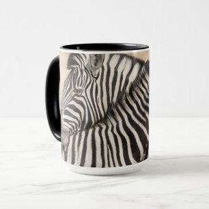 Burchell-Zebras beim Ringen Tasse