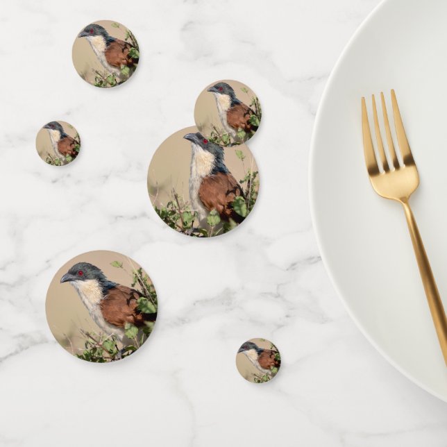 Burchell's Coucal Konfetti (Gruppe)