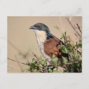 Burchell's Coucal Postkarte