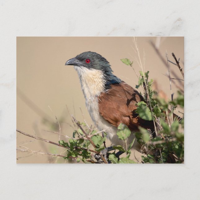 Burchell's Coucal Postkarte (Vorderseite)