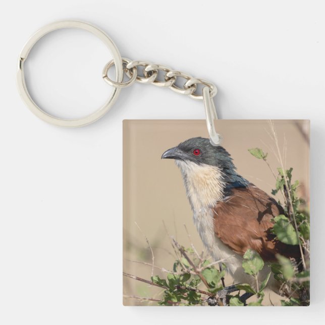 Burchell's Coucal Schlüsselanhänger (Vorderseite)