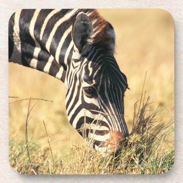Burchells Zebra 2 Getränkeuntersetzer (Vorderseite)