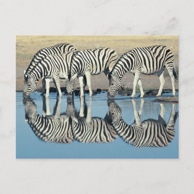 Burchells Zebra (Equus burchelli) trinken bei Postkarte (Vorderseite)