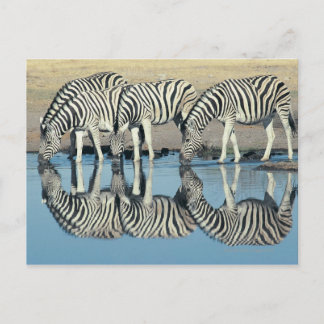 Burchells Zebra (Equus burchelli) trinken bei Postkarte