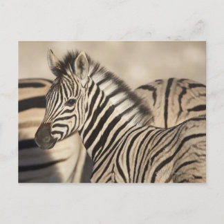 Burchell's Zebra (Equus quagga burchellii) foal Postkarte
