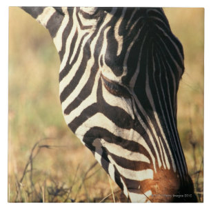 Burchells Zebra Fliese